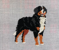Bernese Mountain Dog