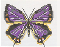 Colorado Butterfly