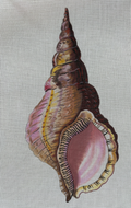 Conch Seashell Front