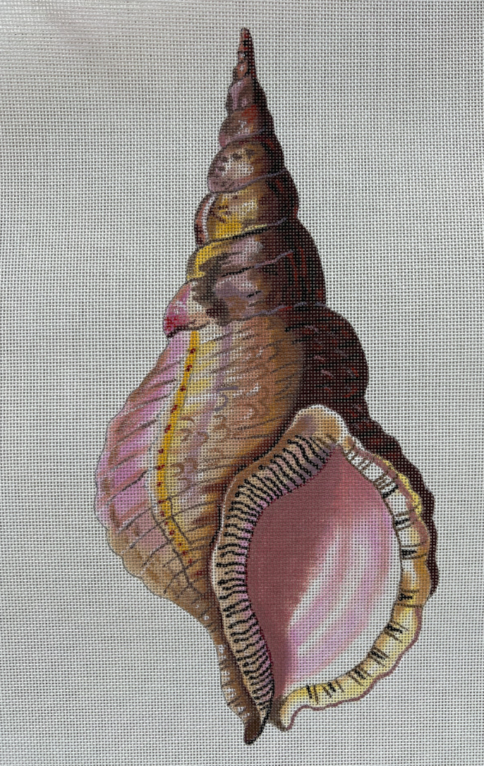 Conch Seashell Front
