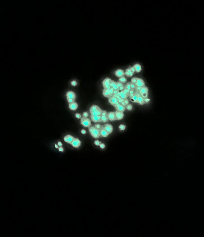 Glow Worm