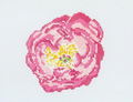 Pink Peony