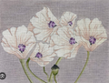 Purple Poppies
