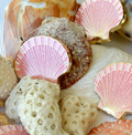Scallop Shell Needle Minder